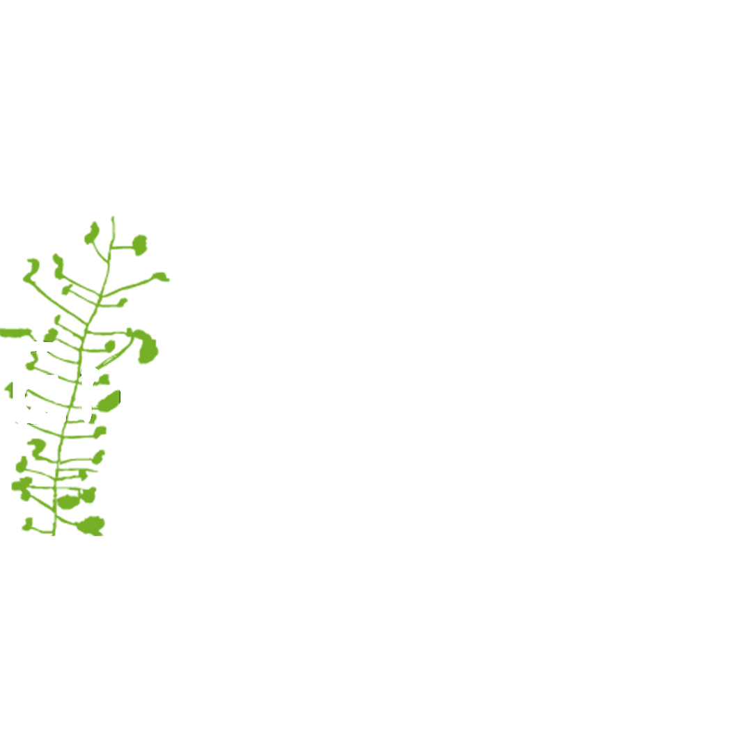 Enviroschools Award